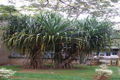 Pandanus tectorius var. laevis